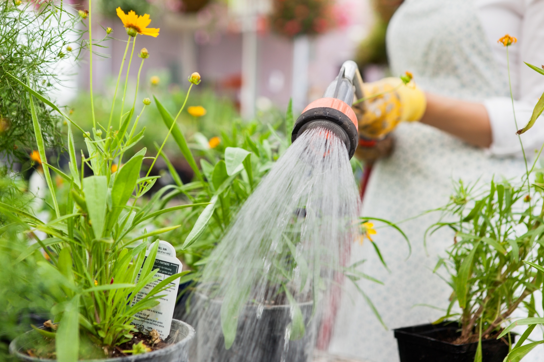 6499769-midsection-of-florist-watering-flower-pots